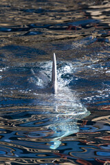 Flosse eines Delfins © Mathias Spiekermann