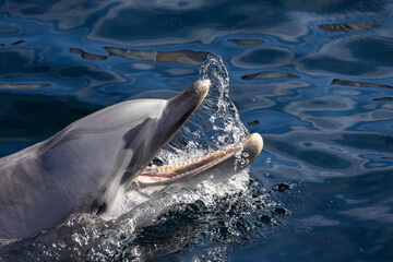 Delfin © Mathias Spiekermann