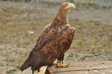 Animals are a traditionally (since the time of Aristotle) distinguished category of organisms, currently considered as a biological kingdom. Animals are the main object of zoology study.