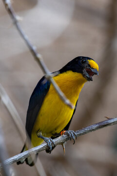 Paradisvogel