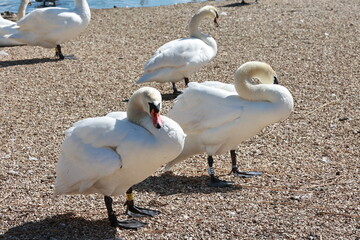 Colony of swans in England in spring on the lake.