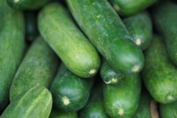 Organic fresh green Cucumbers. Background pile of cucumbers agriculture concept.