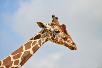 A giraffe head in a blue sky