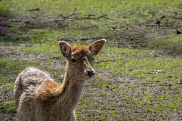 Naklejka na ściany i meble Fallow deer, Dama dama, fawn, light brown young female doe in deer park, Netherlands