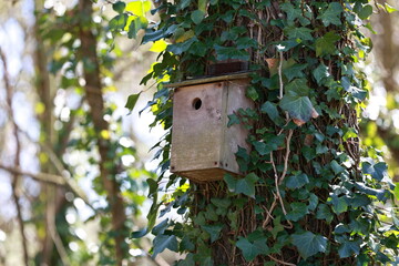 Bird house built in a tree.