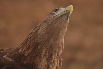 Animals are a traditionally (since the time of Aristotle) distinguished category of organisms, currently considered as a biological kingdom. Animals are the main object of zoology study.