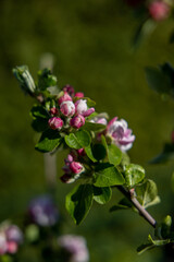 Blüten eines Apfelbaumes
