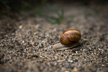 Schnecke beim wandern