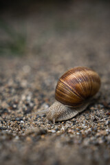 Schnecke im Detail