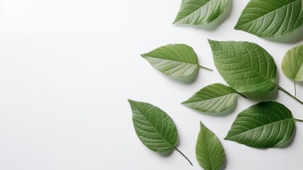 Fresh green organic leaves isolated on white background. AI generated.