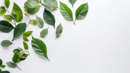 Fresh green organic leaves isolated on white background. AI generated.