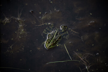 Frosch im Teich