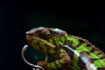 Auge eines Chameleons