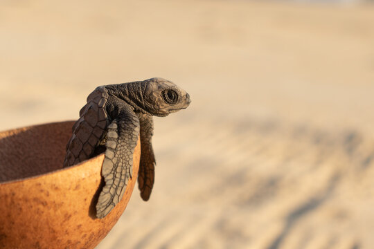 Cute turtle in cup on sandy beach