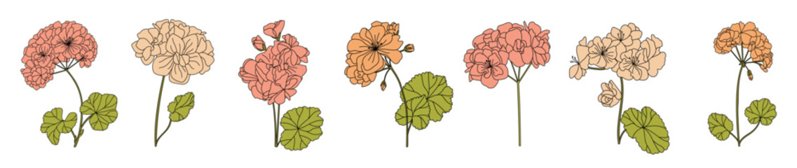 Set of Lined malva flowers. Hollyhocks. Vector.