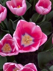 Pink Tulips. Close-up flowers in pink tone color. Macro.
