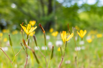 春の公園に咲く黄色いニガナ