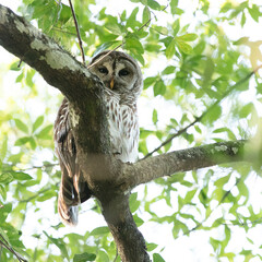 Barred Owl