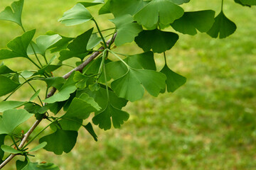 Ginkgo biloba green leaves on a tree. Ginkgo Biloba Tree Leaves. Green, fresh leaves of Maidenhair.
