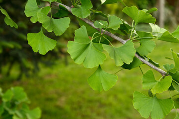 Fototapeta na wymiar Ginkgo biloba green leaves on a tree. Ginkgo Biloba Tree Leaves. Green, fresh leaves of Maidenhair.