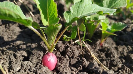 Radish grows in the garden in the village at dawn