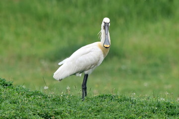 Fototapeta premium Platalea leucorodia posing in wildlife.