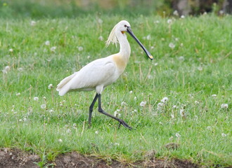 Platalea leucorodia walking on the meadow.