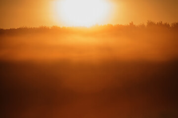 Golden grass in the rays of the morning sun. Horizontal image.