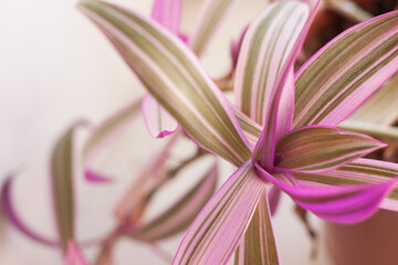 Fototapeta premium Colored Tradescantia leaves. Selective focus (DOF)