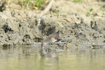 Tringa glareola drinking water on the lake.
