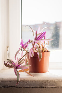 Pot with a plant Tradescantia on the window sill. Flowerpot