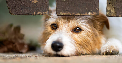 Cute old jack russell terrier looking at the fence. Dog face and expression banner or background.