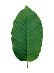 Obraz premium green cottage leaf in nature isolate.
