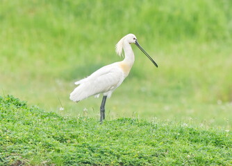 Platalea leucorodia profile view.