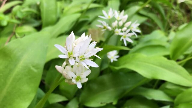 wild garlic in spring, vegetable and medicinal herb with flowers