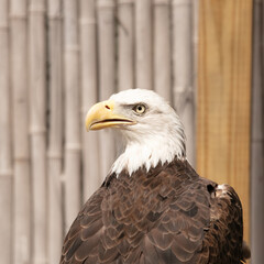 American Bald Eagle Portrait