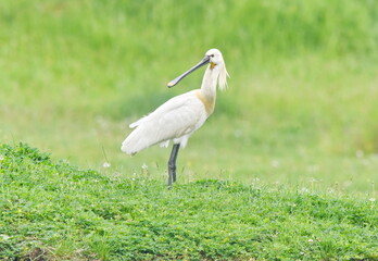 Platalea leucorodia posing on the meadow at daylight.