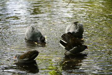 Eurasian Coot, (Fulica atra) and Common moorhen, (Gallinula chloropus), defending territory. Hanover-Herrenhausen, Germany.