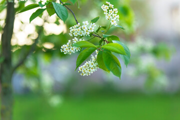 Background of bird cherry tree with branch of blossoms - 599597556