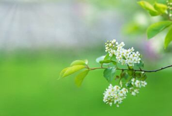 Background of bird cherry tree with branch of blossoms, springtime banner - 599597567