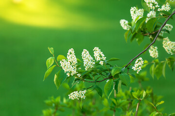 Background of bird cherry branches of blooming flowers - 599597592