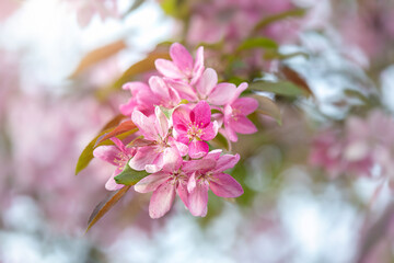 Background of branch of Malus profusion, pink flowers of wild apple, blossom of crabapples - 599597768