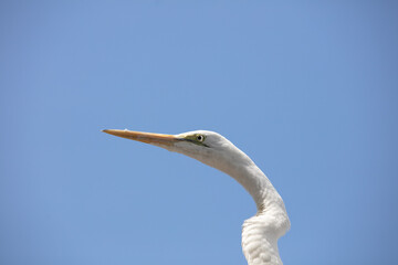 Egret Portrati