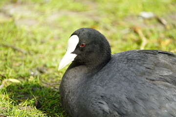 Eurasian Coot (Fulica atra) Rallidae family. Hanover – Herrenhausen, Germany.