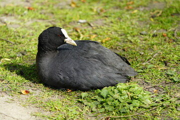 Eurasian Coot (Fulica atra) Rallidae family. Hanover – Herrenhausen, Germany.