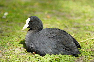 Eurasian Coot (Fulica atra) Rallidae family. Hanover – Herrenhausen, Germany.