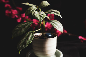 plant in a pot