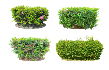 Ornamental plants and Green leafed bushes. (shrub) Square shape. For making fences and decorating the garden for beauty. Collection of 4 trees.  (png)