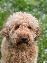 poodle puppy portrait