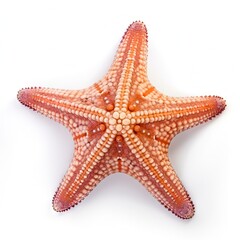 Starfish isolated on white